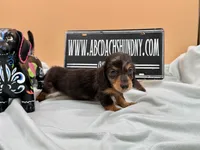 Russian AKC , a female Miniature Dachshund for sale in Oneonta, NY – 2 of 8