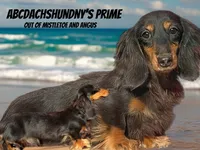 Russian akc, a male Miniature Dachshund for sale in Oneonta, NY – 8 of 8