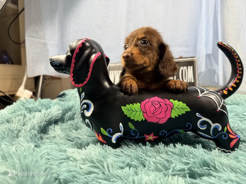 Champion bred AKC import smooth – Miniature Dachshund puppy for sale in Oneonta, NY