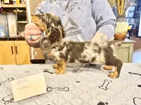 Polish/Russian AKC , a male Miniature Dachshund for sale in Oneonta, NY – Photo 3 of 4