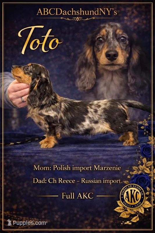 Polish/Russian AKC  – Miniature Dachshund puppy for sale in Oneonta, NY