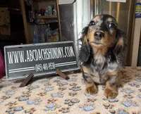 Polish/Russian AKC , a male Miniature Dachshund for sale in Oneonta, NY – Photo 6 of 8