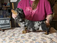 Polish/Russian AKC , a male Miniature Dachshund for sale in Oneonta, NY – Photo 8 of 8