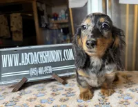 Polish/Russian AKC , a male Miniature Dachshund for sale in Oneonta, NY – Photo 5 of 8