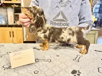 Polish/Russian AKC , a male Miniature Dachshund for sale in Oneonta, NY – Photo 2 of 4