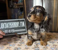 Polish/Russian AKC , a male Miniature Dachshund for sale in Oneonta, NY – Photo 4 of 8
