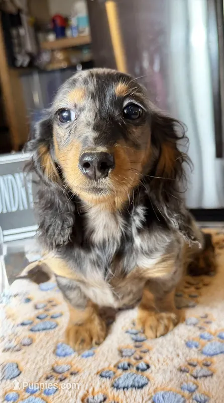 Polish/Russian AKC  – Miniature Dachshund puppy for sale in Oneonta, NY