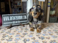 Polish/Russian AKC , a male Miniature Dachshund for sale in Oneonta, NY – Photo 7 of 8