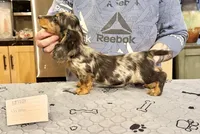 Polish/Russian AKC , a male Miniature Dachshund for sale in Oneonta, NY – Photo 1 of 4