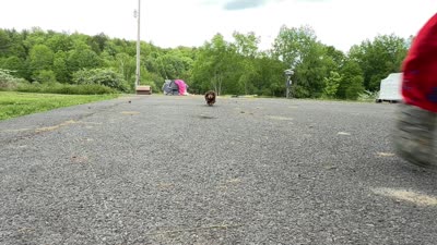 Russian akc, a male Miniature Dachshund for sale in Oneonta, NY – 8 of 9
