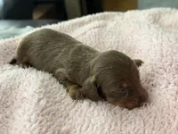 Champion bred Lh female russian, a female Miniature Dachshund for sale in Oneonta, NY – 3 of 10