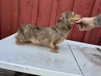 Choc cream Dapple AKC blue eye!!!, a male Miniature Dachshund for sale in Oneonta, NY – 6 of 10