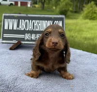 Russian, a male Miniature Dachshund for sale in Oneonta, NY – 4 of 10