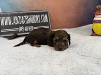 Shaded red, a male Miniature Dachshund for sale in Oneonta, NY – Photo 3 of 3