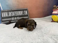 Shaded red, a male Miniature Dachshund for sale in Oneonta, NY – Photo 2 of 3