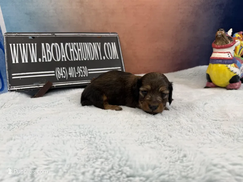Shaded red – Miniature Dachshund puppy for sale in Oneonta, NY