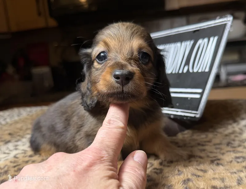 Shaded red – Miniature Dachshund puppy for sale in Oneonta, NY