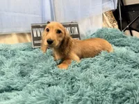Dapple boy, a male Miniature Dachshund for sale in Oneonta, NY – 5 of 10