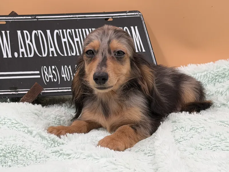 AKC Russian GCH MOM – Dachshund puppy for sale in Oneonta, NY