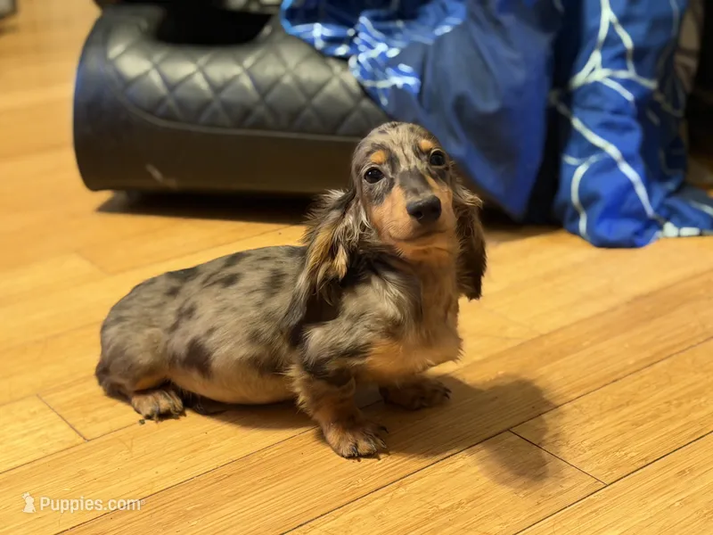 Pra clear AKC import sale – Miniature Dachshund puppy for sale in Oneonta, NY