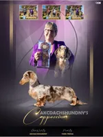 Ch Cappuccino Boy, a male Miniature Dachshund for sale in Oneonta, NY – Photo 5 of 6