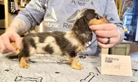 Ch Cappuccino Boy, a male Miniature Dachshund for sale in Oneonta, NY – Photo 2 of 6