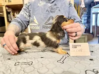 Ch Cappuccino Boy, a male Miniature Dachshund for sale in Oneonta, NY – Photo 3 of 6