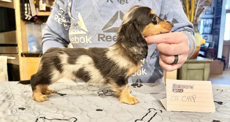 Ch Cappuccino Boy – Miniature Dachshund puppy for sale in Oneonta, NY