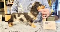 Ch Cappuccino Boy, a male Miniature Dachshund for sale in Oneonta, NY – Photo 1 of 6