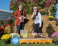 Ch Cappuccino Boy, a male Miniature Dachshund for sale in Oneonta, NY – Photo 4 of 6