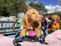 Russian AKC Carrie’s cream, a female Miniature Dachshund for sale in Oneonta, NY – 5 of 7