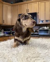 Choc Cream -AKC PRA Clear!, a male Miniature Dachshund for sale in Oneonta, NY – 3 of 5