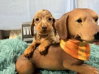 Champion bred AKC import Smooth’s dapple, a male Miniature Dachshund for sale in Oneonta, NY – 9 of 10