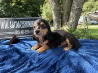 Russian, a male Miniature Dachshund for sale in Oneonta, NY – 1 of 5
