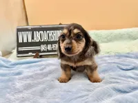 S.African , a male Miniature Dachshund for sale in Oneonta, NY – 5 of 10