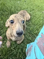 Cream Brindle AKC, a female Miniature Dachshund for sale in Oneonta, NY – 5 of 7