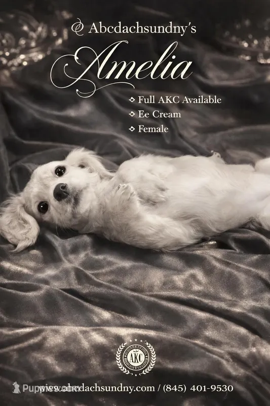 Full AKC amelia, a female Miniature Dachshund for sale in Oneonta, NY – Photo 1 of 2