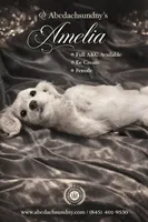 Full AKC amelia, a female Miniature Dachshund for sale in Oneonta, NY – Photo 1 of 2