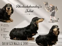 Ch bred spayed housebroken, a female Miniature Dachshund for sale in Oneonta, NY – 2 of 6