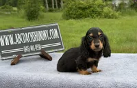 Ch russian, a male Miniature Dachshund for sale in Oneonta, NY – 5 of 10
