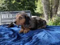 Russian pol, a male Miniature Dachshund for sale in Oneonta, NY – 8 of 9