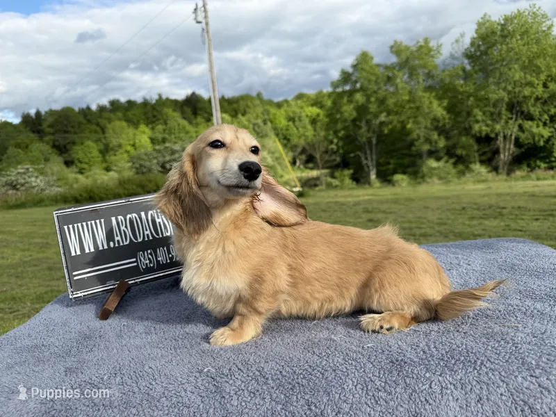 Cream  import – Miniature Dachshund puppy for sale in Oneonta, NY