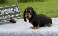 Ch russian, a male Miniature Dachshund for sale in Oneonta, NY – 10 of 10