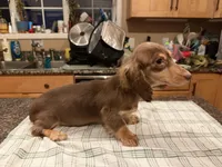 Choc & Cream AKC pra Clear, a female Miniature Dachshund for sale in Oneonta, NY – 3 of 8