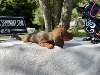 Russian Smooth red, a female Dachshund for sale in Oneonta, NY – 3 of 3