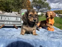 Uk import cream, a male Miniature Dachshund for sale in Oneonta, NY – 6 of 8