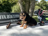 Russian, a female Miniature Dachshund for sale in Oneonta, NY – 4 of 8