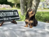 Russian AKC , a female Miniature Dachshund for sale in Oneonta, NY – 10 of 10