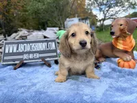 Uk choc creamDappleSire, a male Miniature Dachshund for sale in Oneonta, NY – 8 of 10