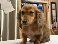 2 blue eyes russian, a male Miniature Dachshund for sale in Oneonta, NY – 9 of 10